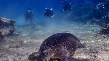 diving cyprus villas for all ayia napa paphos protaras larnaca nicosia limassol turtle