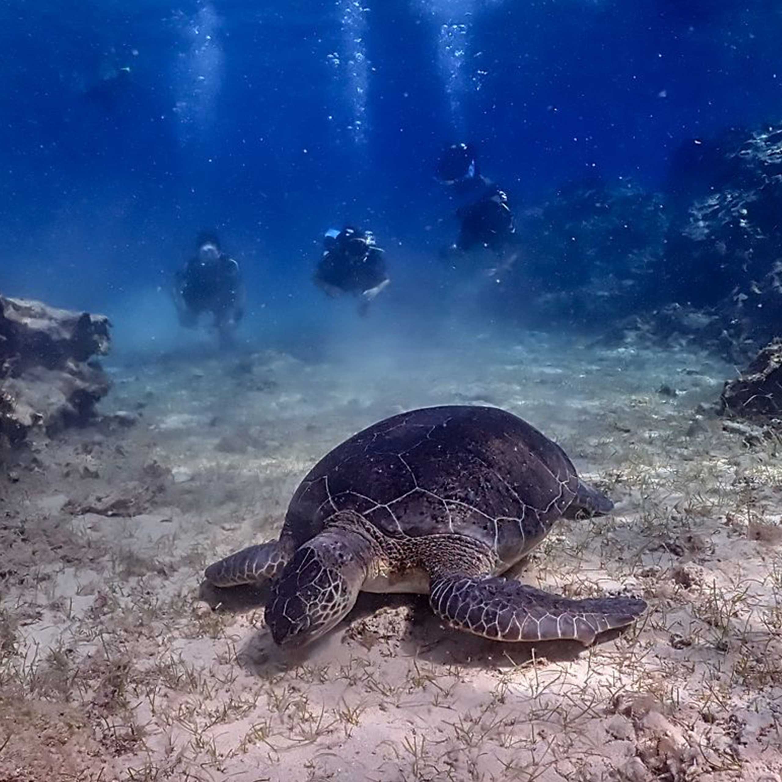 Dive into the Mediterranean Sea